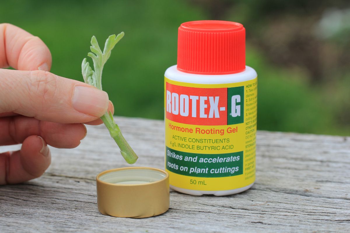 give-your-cuttings-a-helping-hand-with-rooting-powder-or-gel-the-seed